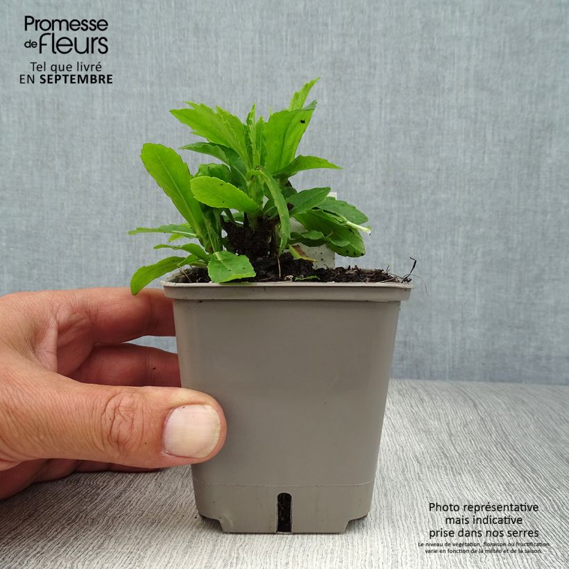 Esimerkki syksyllä toimitetusta Syyshohdekukka Okra Sundae 8/9 cm taimiruukku-taimesta
