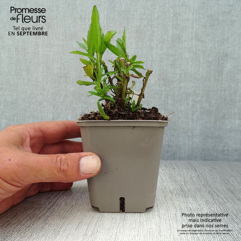 Esimerkki syksyllä toimitetusta Syyshohdekukka Strawberry Sundae 8/9 cm taimiruukku-taimesta