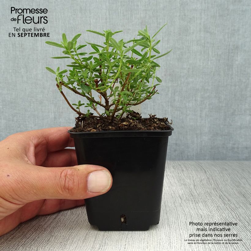 Esimerkki syksyllä toimitetusta Päivännouto Golden Queen 8/9 cm taimiruukku-taimesta