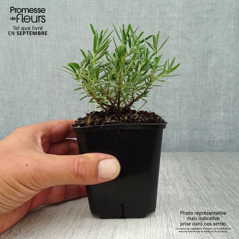 Esimerkki syksyllä toimitetusta Helianthemum Suprême - Hélianthème rouge rose Godet de 8/9 cm-taimesta