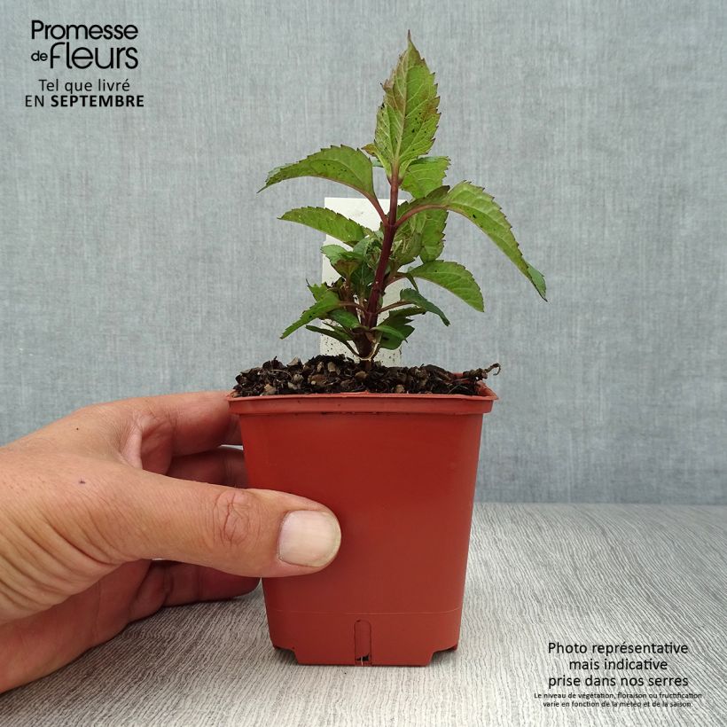 Esimerkki syksyllä toimitetusta Päivänsilmä Punto Rosso 8/9 cm taimiruukku-taimesta