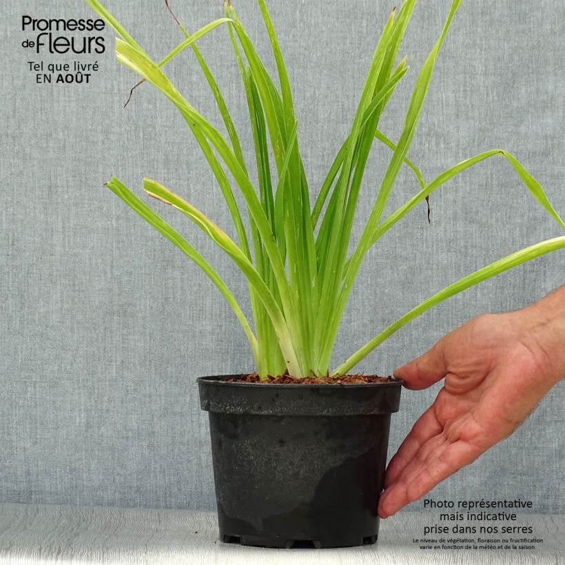 Esimerkki kesällä toimitetusta Tarhapäivänlilja White Temptation Pot de 2L/3L-taimesta