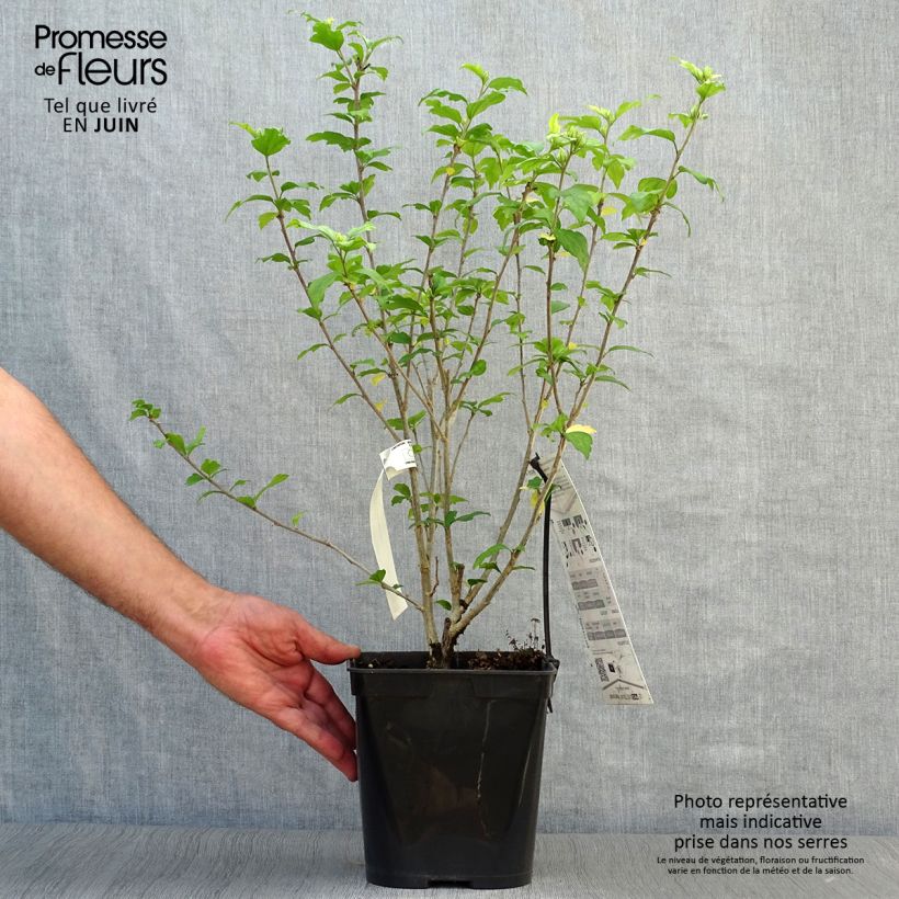 Esimerkki kesällä toimitetusta Syyrianhiiskus Russian Violet Pot de 3L/4L-taimesta