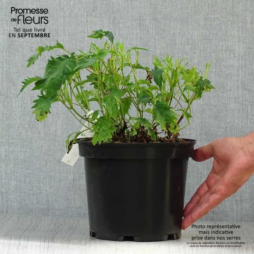 Esimerkki syksyllä toimitetusta Pallohortensia Emerald lace 4 litran/5 litran ruukku-taimesta