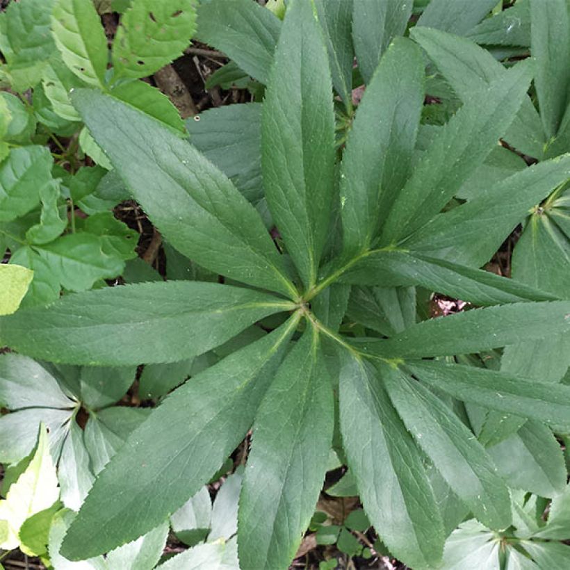 Jouluruusu - Helleborus dumetorum (Lehvistö)