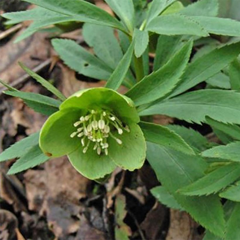 Jouluruusu - Helleborus dumetorum (Kukinta)
