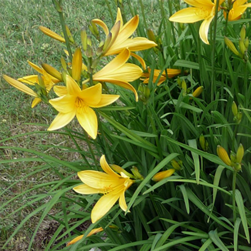 Syyspäivänlilja - Hemerocallis citrina (Kukinta)
