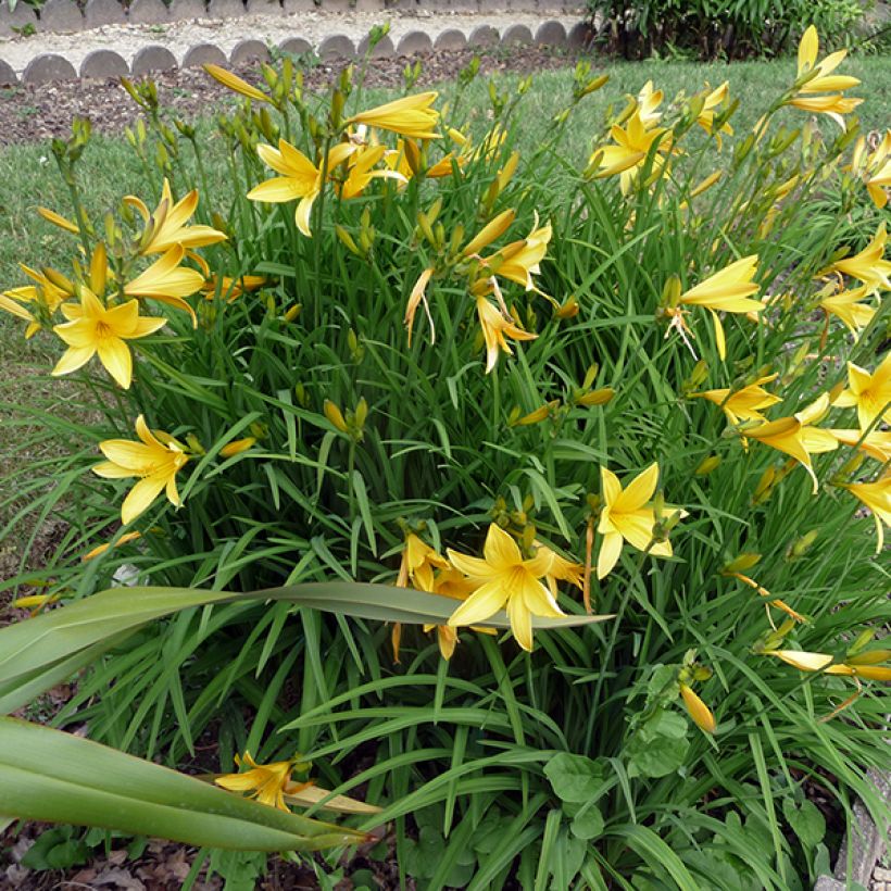 Syyspäivänlilja - Hemerocallis citrina (Kasvutapa)