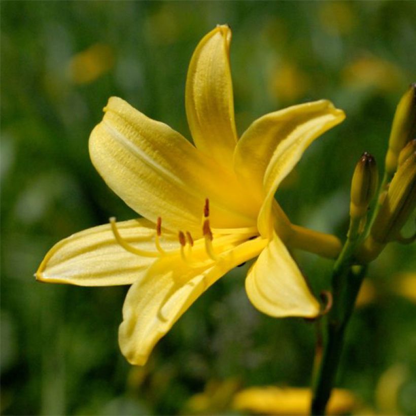 Keltapäivänlilja - Hemerocallis lilioasphodelus (Kukinta)