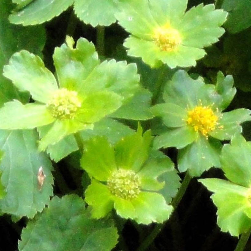 Hacquetia epipactis (Lehvistö)