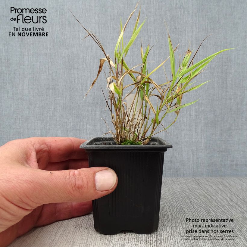 Esimerkki syksyllä toimitetusta Hakoneheinä Aureola 7/8 cm taimiruukku-taimesta