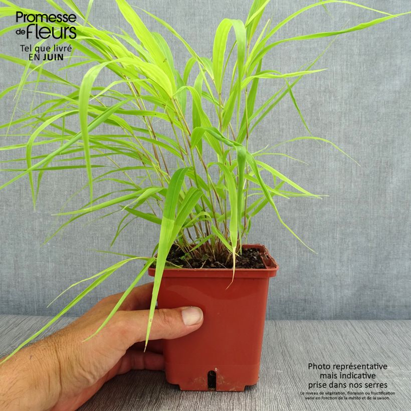 Esimerkki kesällä toimitetusta Hakoneheinä Sunflare Pot de 1L/1,5L-taimesta