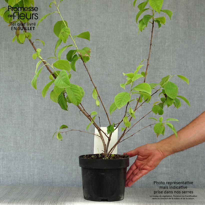 Esimerkki kesällä toimitetusta Karolinanvitikellopuu - Halesia carolina Pot de 2L/3L-taimesta