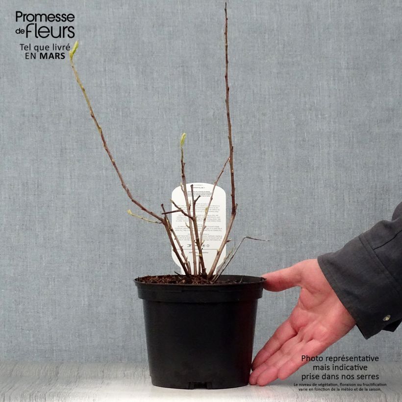 Esimerkki keväällä toimitetusta Vuorivitikellopuu Variegata Pot de 2L/3L-taimesta