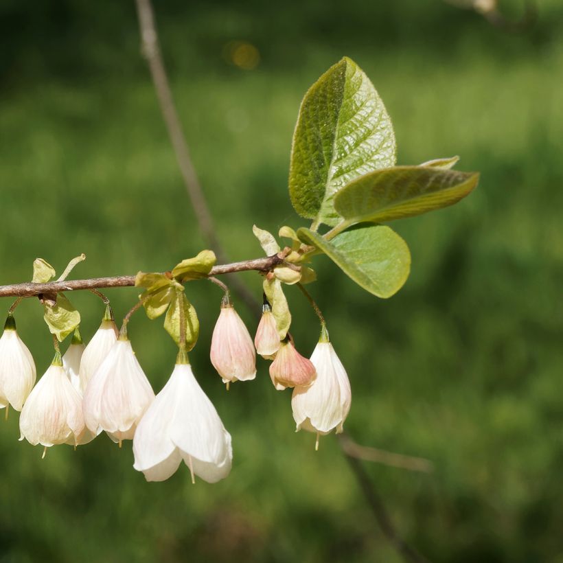 Vitikellopuu - Halesia carolina var. monticola (Kukinta)