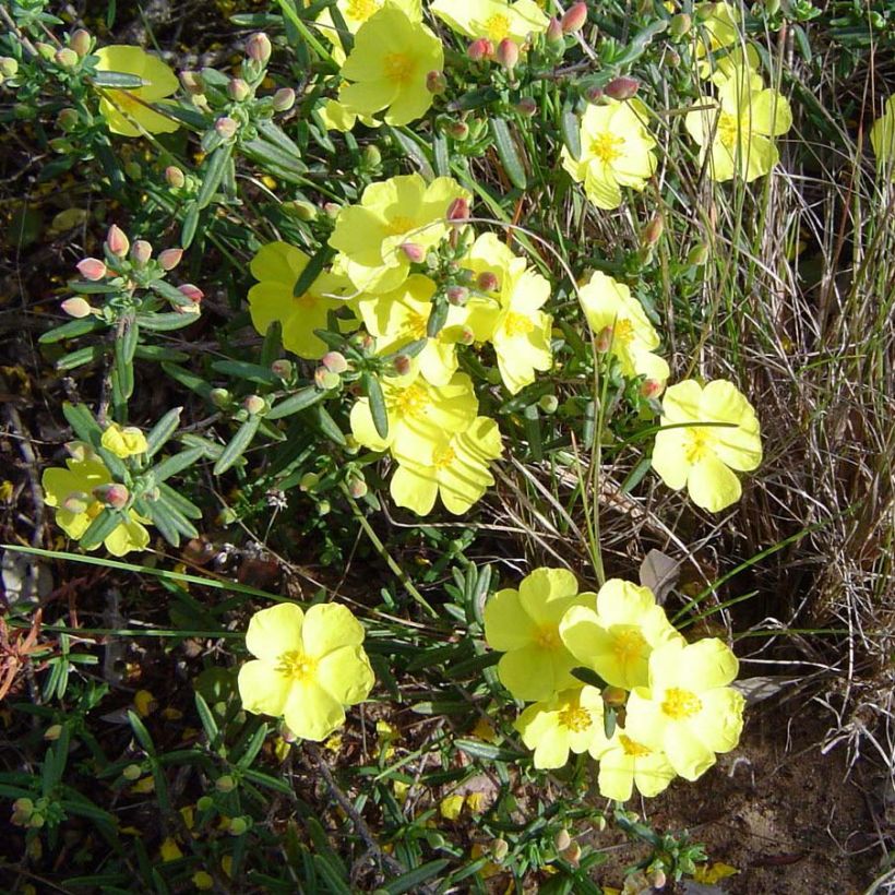 Päivännoutokasvit - Halimium commutatum (Kukinta)