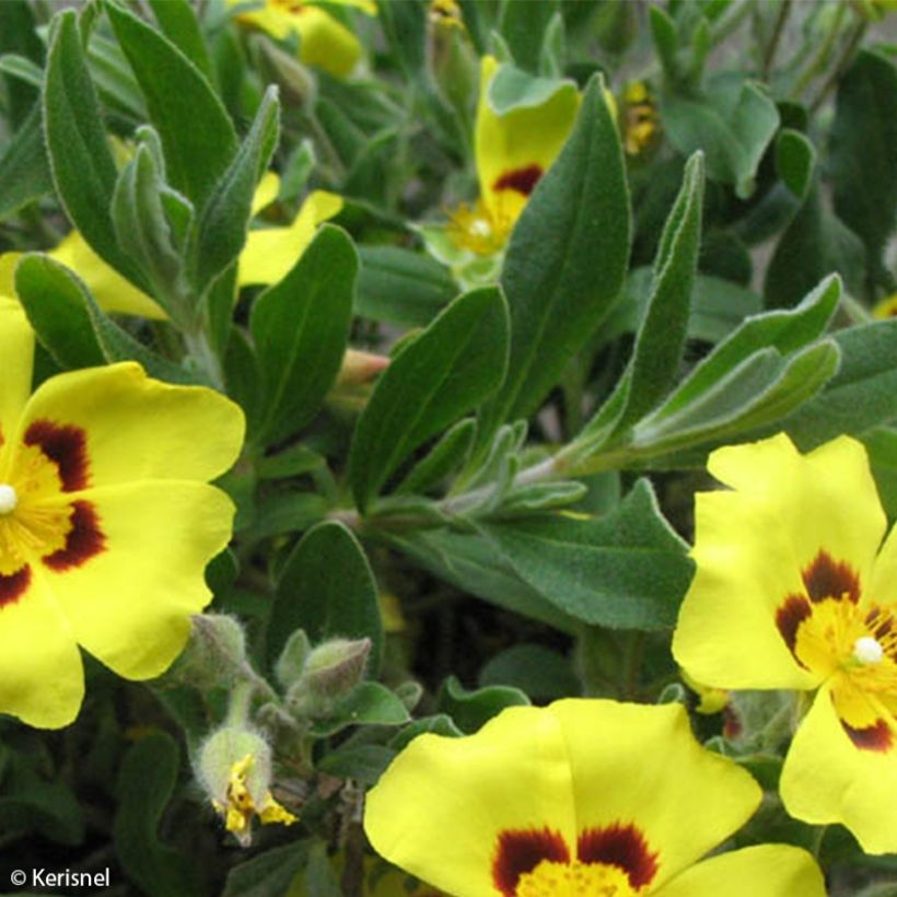 Päivännoutokasvit - Halimium lasianthum subsp. formosum (Lehvistö)