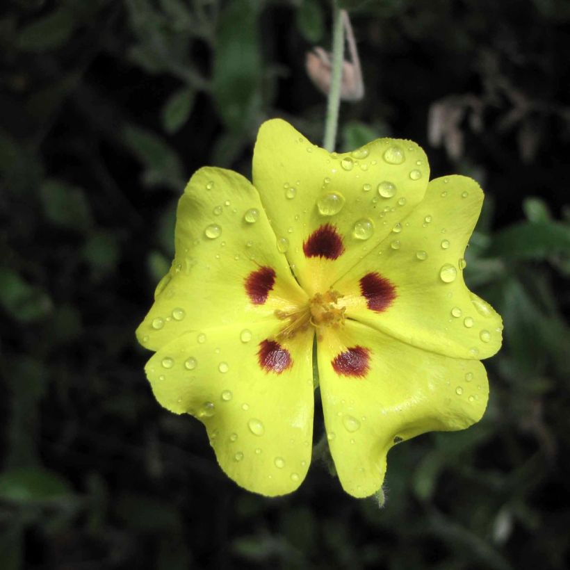 Päivännoutokasvit - Halimium lasianthum subsp. formosum (Kukinta)
