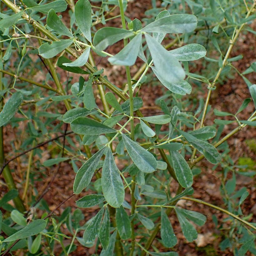 Päivännoutokasvit - Halimodendron halodendron (Lehvistö)