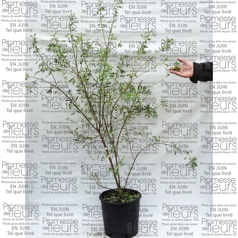 Esimerkki toimitetusta Päivännoutokasvit - Halimodendron halodendron Pot de 12L/15L-taimesta