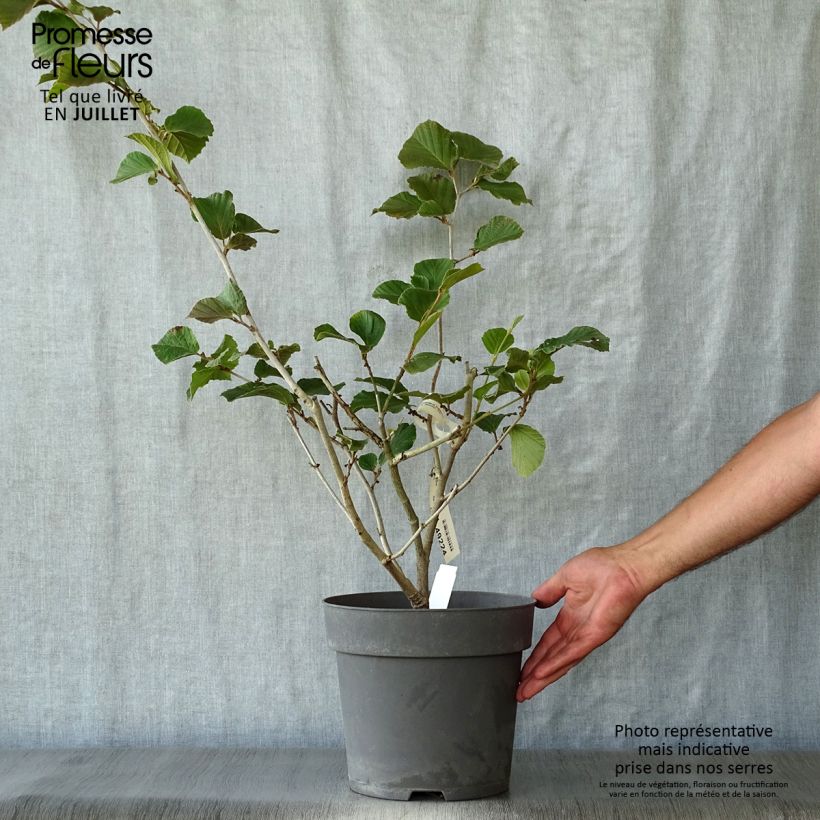 Esimerkki kesällä toimitetusta Puistotaikapähkinä Ruby Glow Pot de 6L/7L-taimesta