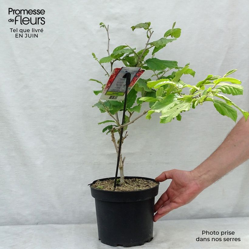 Esimerkki kesällä toimitetusta Puistotaikapähkinä Diane Pot de 4L/5L-taimesta