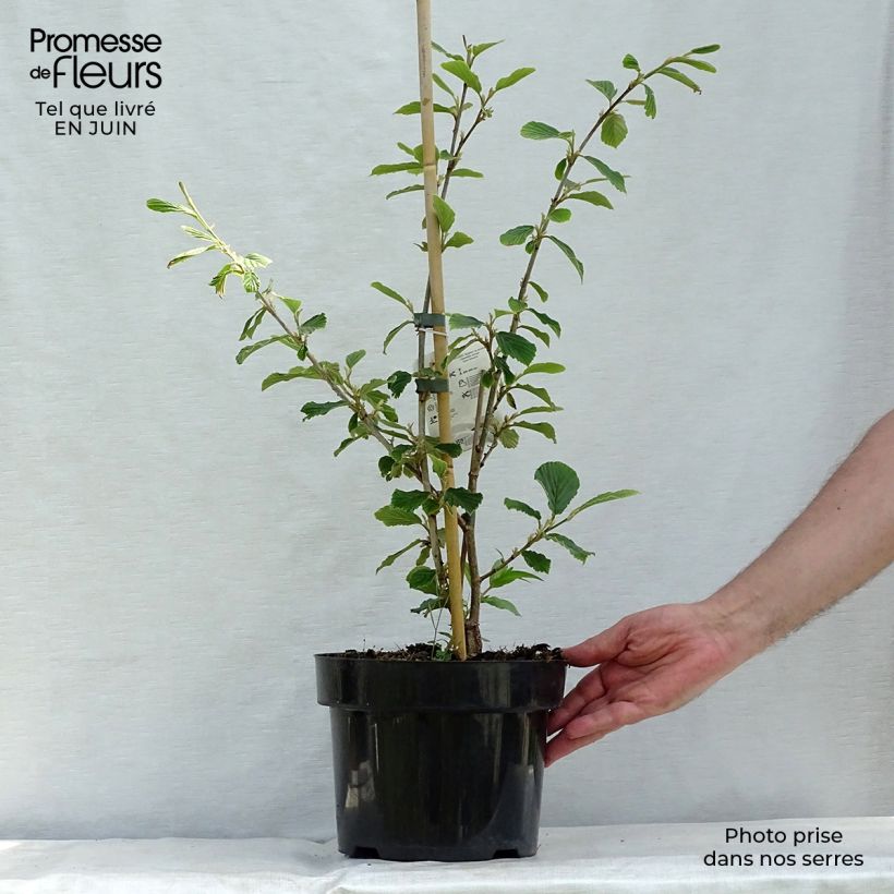 Esimerkki kesällä toimitetusta Kiinantaikapähkinä Pallida Pot de 4L/5L-taimesta