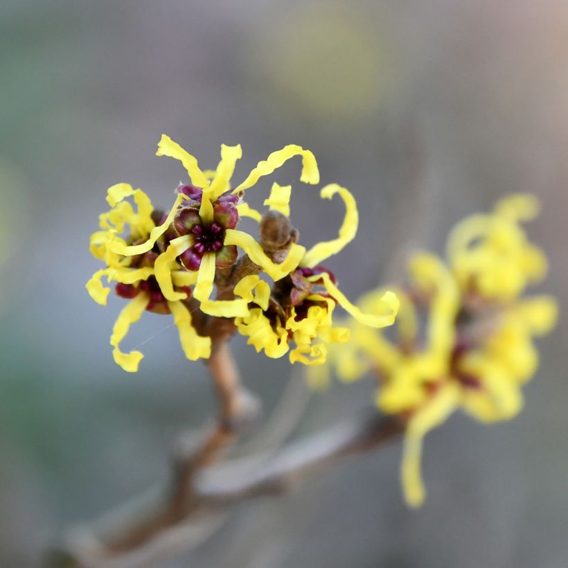 Amerikantaikapähkinä - Hamamelis virginiana (Kukinta)