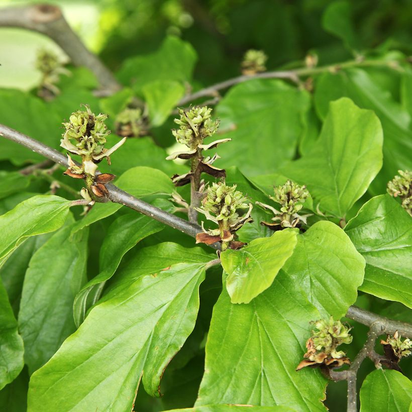Amerikantaikapähkinä - Hamamelis virginiana (Lehvistö)