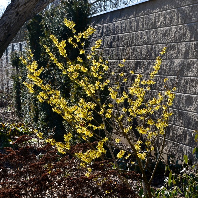 Amerikantaikapähkinä - Hamamelis virginiana (Kasvutapa)