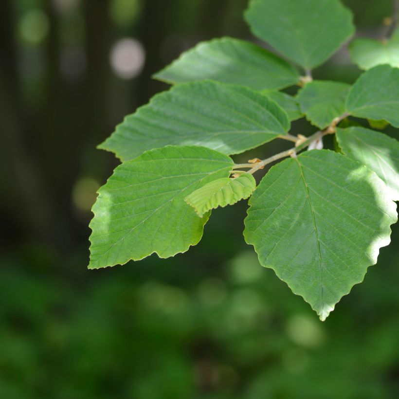 Japanintaikapähkinä Zuccariniana (Lehvistö)
