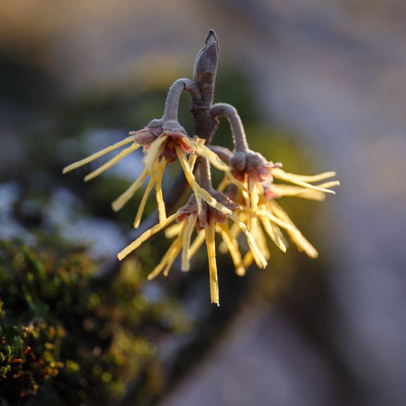 Kiinantaikapähkinä Pallida (Kukinta)