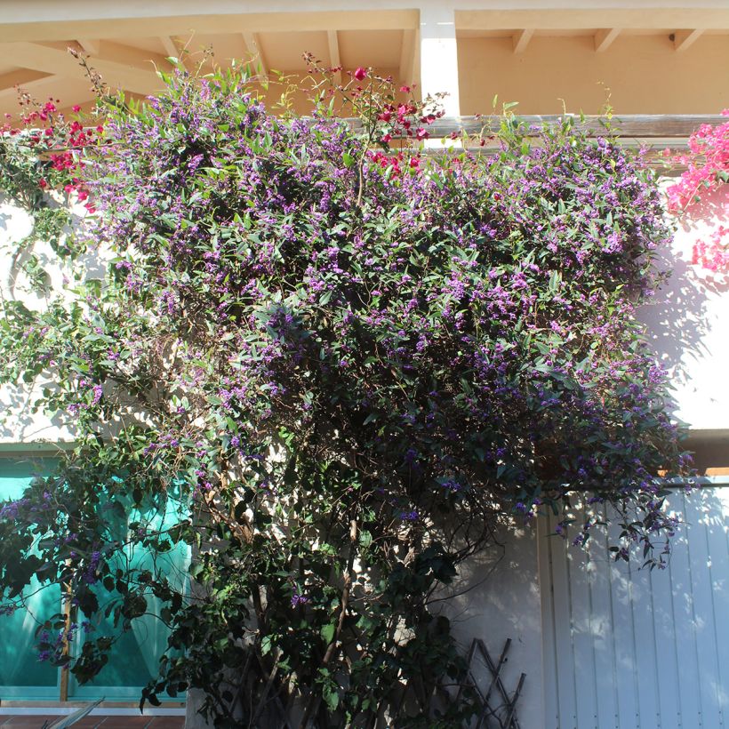 Pikkukorallipapuköynnös - Hardenbergia violacea (Kasvutapa)