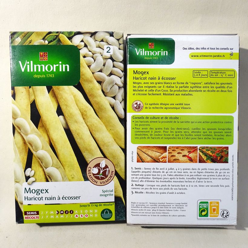 Esimerkki toimitetusta Tarhapapu Mogex 75 siemenen pussi (90g)-taimesta