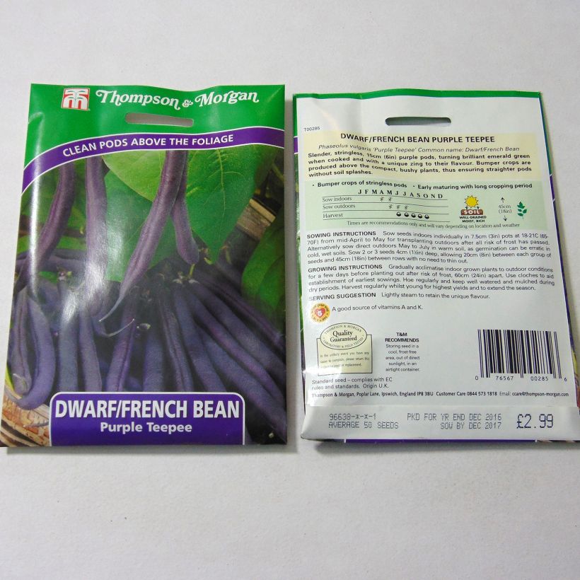 Esimerkki toimitetusta Pensaspapu Purple Teepee 50 siemenen pussi-taimesta