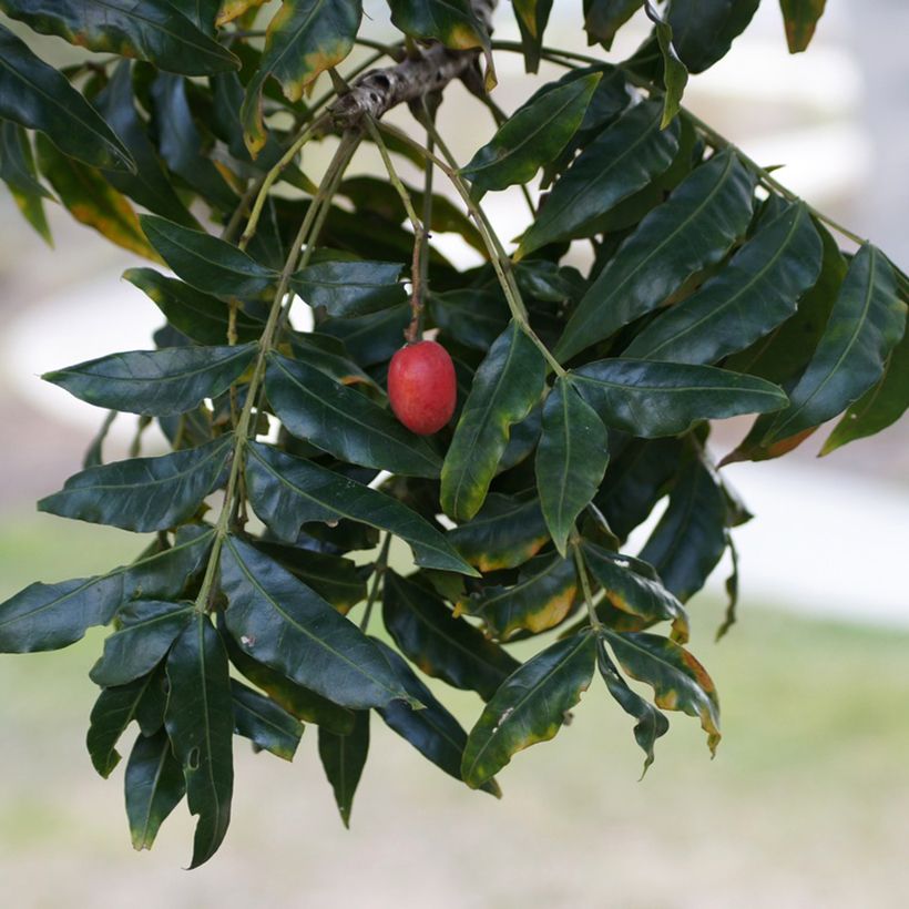 Harpephyllum caffrum (Sadonkorjuu)