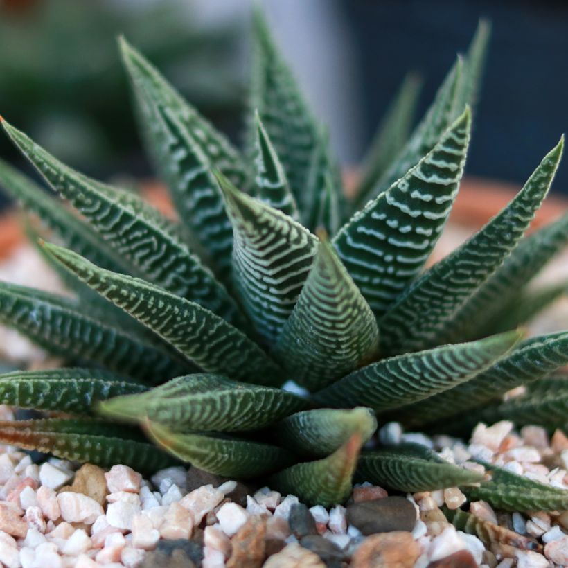 Haworthia limifolia (Lehvistö)