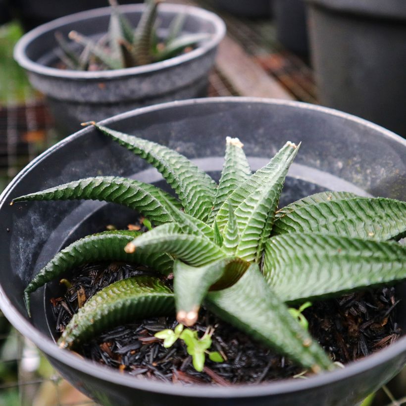 Haworthia limifolia (Kasvutapa)