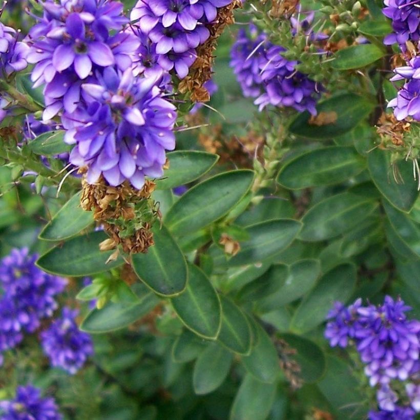 Pensastädyke Autumn Glory (Lehvistö)