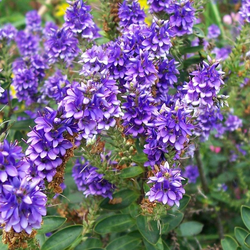 Pensastädyke Autumn Glory (Kukinta)