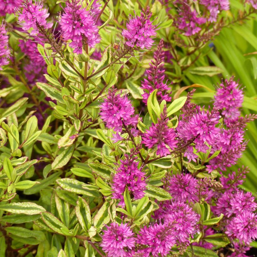 Pensastädyke Celebration (Kukinta)