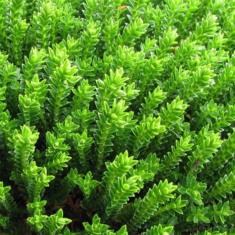 Pensastädyke Emerald Green (Lehvistö)