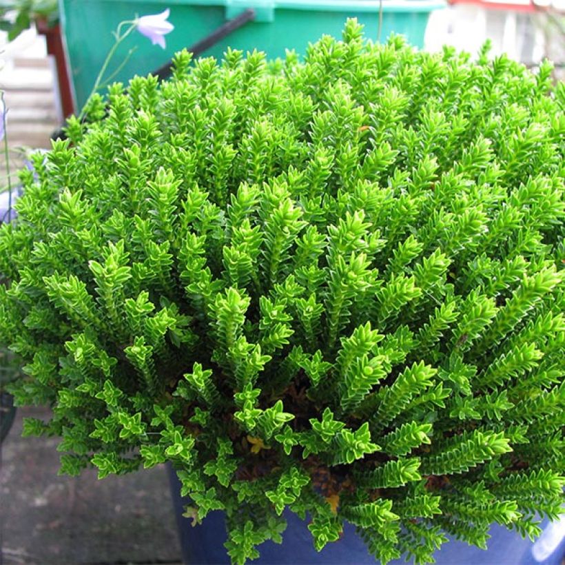 Pensastädyke Emerald Green (Kasvutapa)