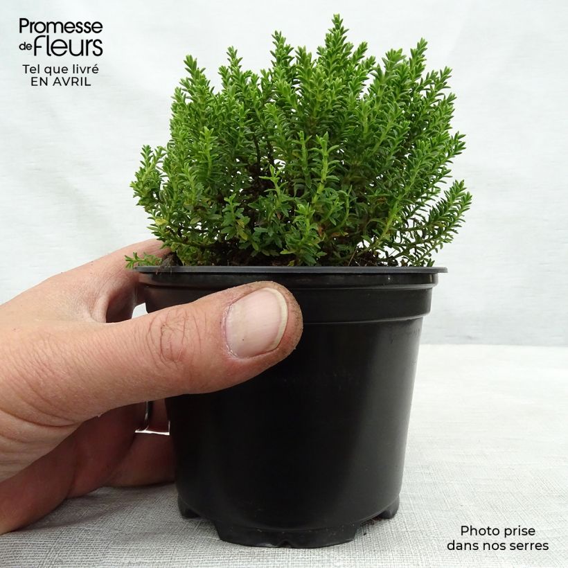 Esimerkki keväällä toimitetusta Pensastädyke Emerald Green Pot de 2L/3L-taimesta