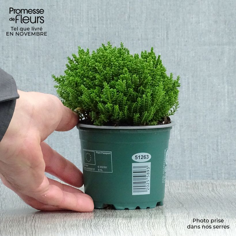 Esimerkki syksyllä toimitetusta Pensastädyke Emerald Green 2 litran/3 litran ruukku-taimesta