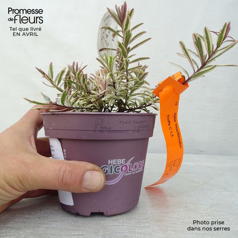 Esimerkki keväällä toimitetusta Pensastädyke Heartbreaker Pot de 1L/1,5L-taimesta