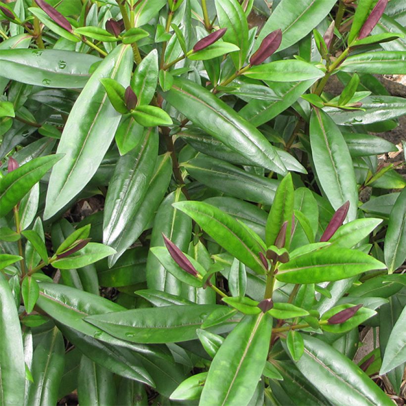 Pensastädyke Linda (Lehvistö)