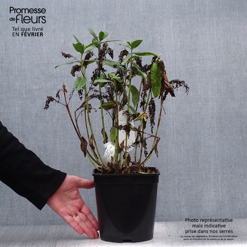 Esimerkki talvella toimitetusta Pensastädyke Linda Pot de 3L/4L-taimesta