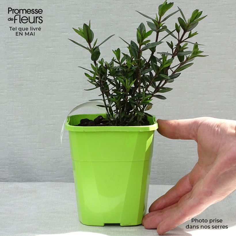 Esimerkki keväällä toimitetusta Pensastädyke Midnight Sky Pot de 1,5L/2L-taimesta