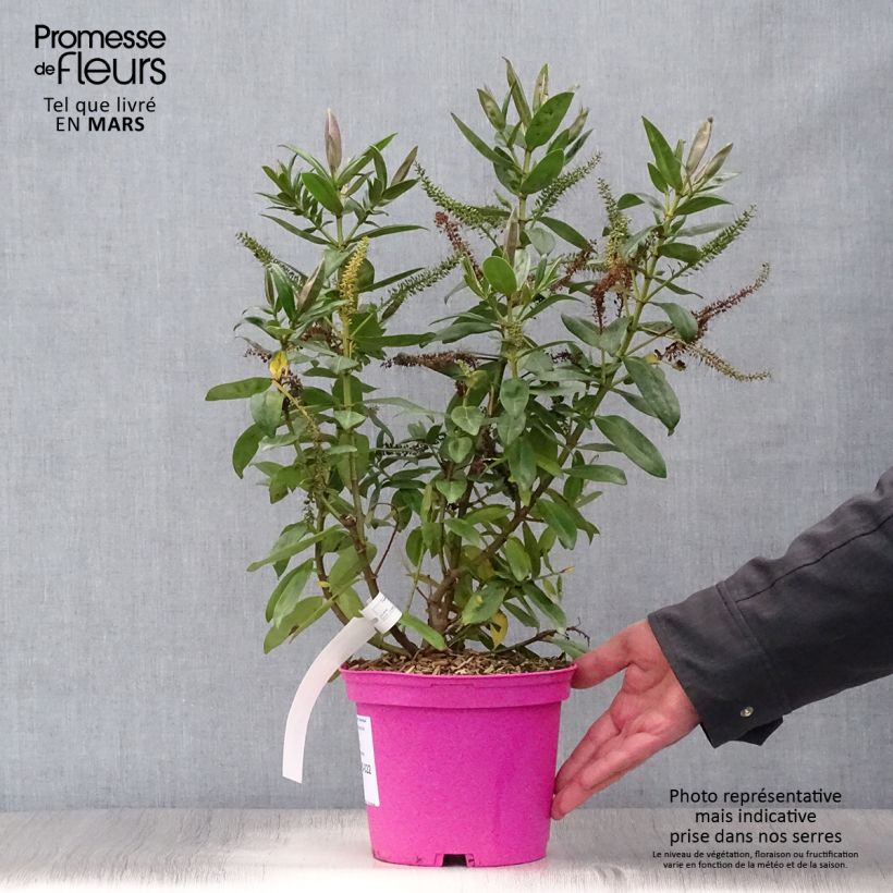 Esimerkki keväällä toimitetusta Pensastädyke Ouessant Pot de 2L/3L-taimesta